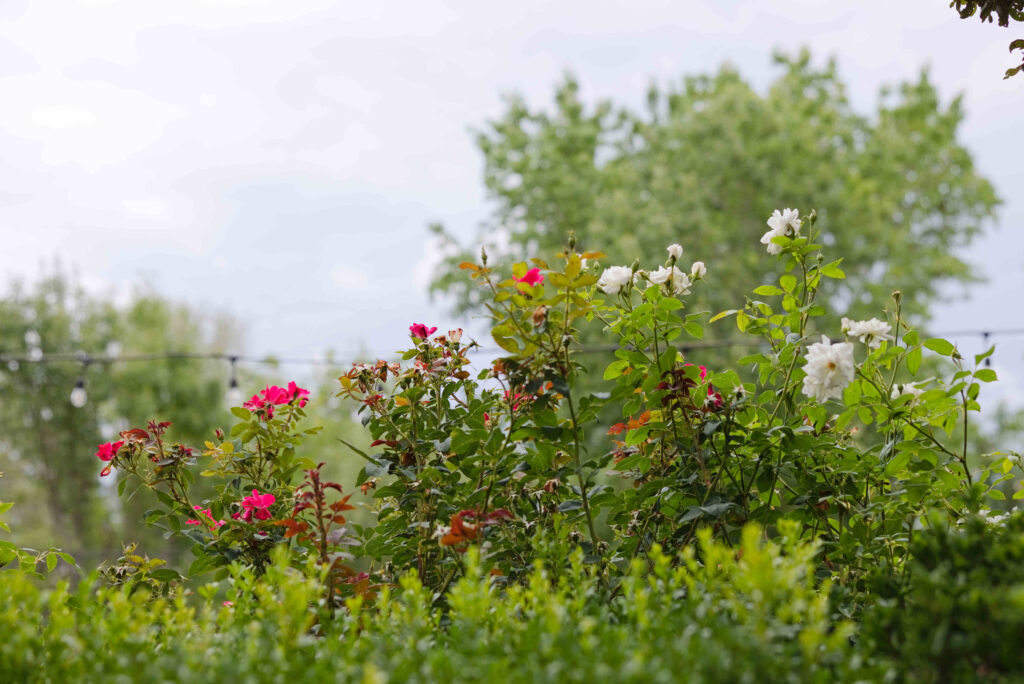 The vegetation and flowers at The Windmill House
